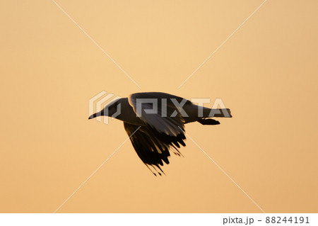 A silhouette of a seagull flying in the orange light of the evening sun. A silhouette of a seagull flying in the orange light of the evening sun. 88244191