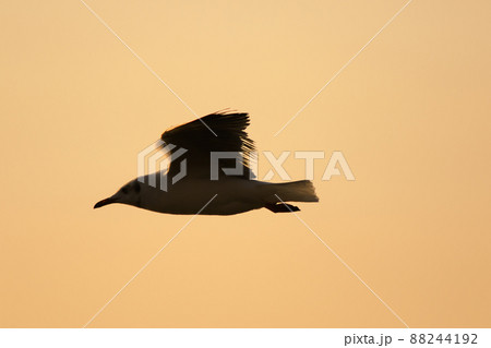 A silhouette of a seagull flying in the orange light of the evening sun. 88244192