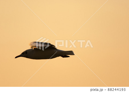A silhouette of a seagull flying in the orange light of the evening sun. A silhouette of a seagull flying in the orange light of the evening sun. 88244193
