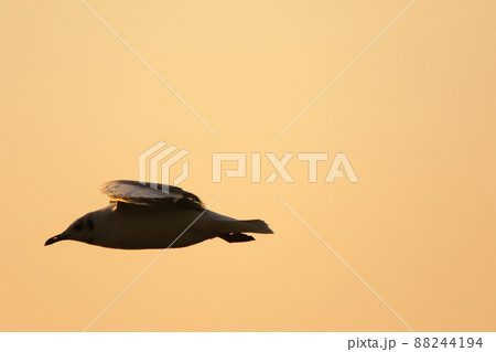 A silhouette of a seagull flying in the orange light of the evening sun. A silhouette of a seagull flying in the orange light of the evening sun. 88244194