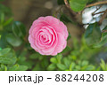 花びらがほぼ完璧な椿 88244208