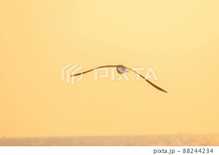 A silhouette of a seagull flying in the orange light of the evening sun. A silhouette of a seagull flying in the orange light of the evening sun. 88244234