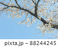 澄んだ空の下で白い桜の枝 88244245