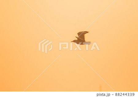 A silhouette of a seagull flying in the orange light of the evening sun. 88244339