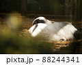 横になって眠いスワン 88244341