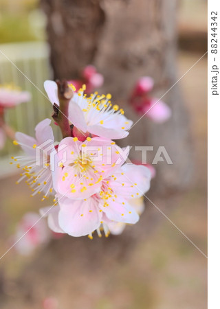 地面背景に撮影した梅の花 88244342