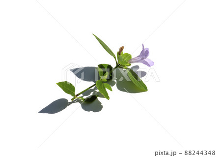 Close up of prostrate wild petunia, Bell Weed plant on white background with shadow. Close up of prostrate wild petunia, Bell Weed plant on white background with shadow. 88244348