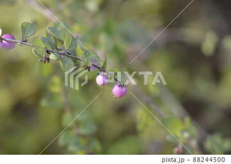 Coralberry Coralberry 88244500