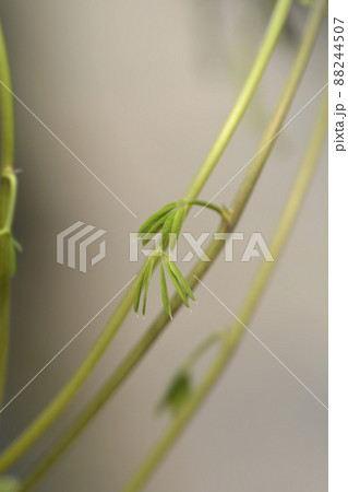 Five-leaf akebia 88244507