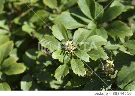 Japanese pachysandra 88244510