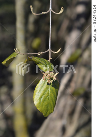 Korean spice viburnum Korean spice viburnum 88244514