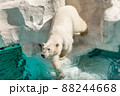 池の中へ歩くシロクマ 88244668