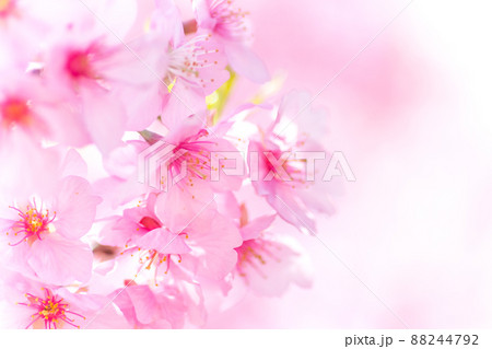 満開の河津桜 88244792