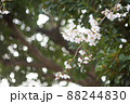 桜　光と影 88244830