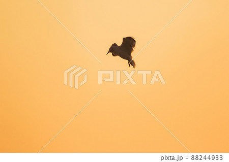 A silhouette of a seagull flying in the orange light of the evening sun. A silhouette of a seagull flying in the orange light of the evening sun. 88244933