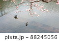 桜の下　池の中の鳥たち 88245056