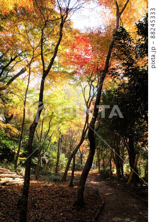 鼓ヶ滝公園の散策路と紅葉(兵庫県・有馬温泉) 鼓ヶ滝公園の散策路と紅葉(兵庫県・有馬温泉) 88245333