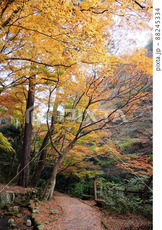 鼓ヶ滝公園の散策路と紅葉(兵庫県・有馬温泉) 鼓ヶ滝公園の散策路と紅葉(兵庫県・有馬温泉) 88245334