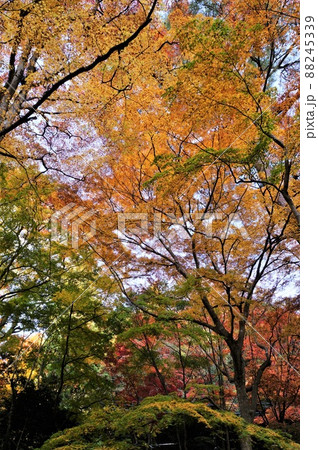 鼓ヶ滝公園の紅葉(兵庫県・有馬温泉) 鼓ヶ滝公園の紅葉(兵庫県・有馬温泉) 88245339