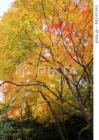 鼓ヶ滝公園の紅葉(兵庫県・有馬温泉) 鼓ヶ滝公園の紅葉(兵庫県・有馬温泉) 88245341