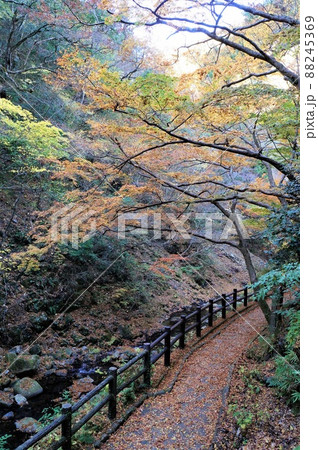 鼓ヶ滝公園の散策路と紅葉（兵庫県・有馬温泉） 88245369
