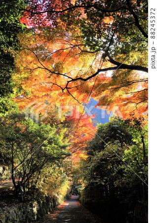 有馬温泉街の紅葉（兵庫県神戸市） 88245372