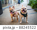 街で可愛い二匹のフレンチドルドッグ 88245522