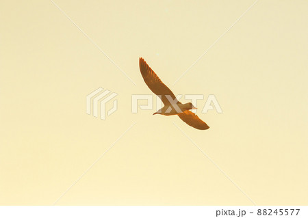 A silhouette of a seagull flying in the orange light of the evening sun. 88245577