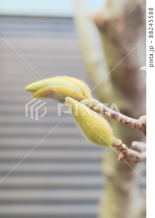 咲く前のこぶしの蕾 咲く前のこぶしの蕾 88245588