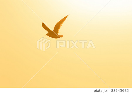 A silhouette of a seagull flying in the orange light of the evening sun. 88245683