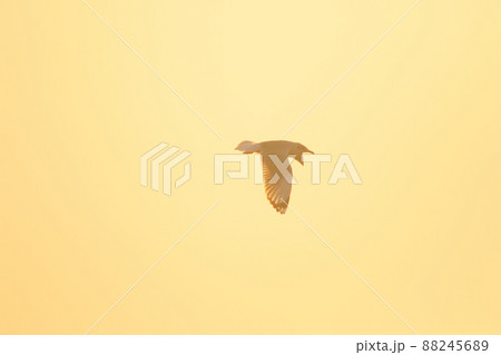 A silhouette of a seagull flying in the orange light of the evening sun. 88245689