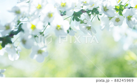 ユキヤナギ　クローズアップ 88245969