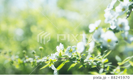 ユキヤナギ　クローズアップ 88245970