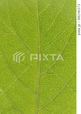 樹木・ケヤマウコギ(毛山五加木)の葉と葉脈 樹木・ケヤマウコギ(毛山五加木)の葉と葉脈 88246373