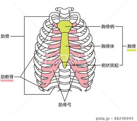 肋骨 胸骨 骨格図 肋骨 胸骨 骨格図 88246945