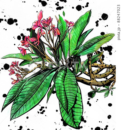 Watercolor Orchid flowers. Pink orchids. 88247023