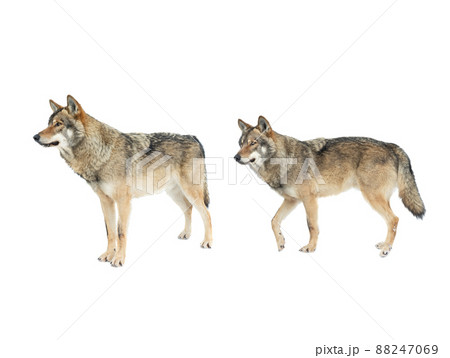 wolf and she-wolf isolated on white background 88247069