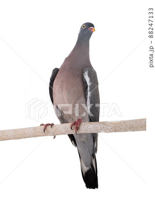 european wood pigeon(Columba palumbus) isolated on white background 88247133