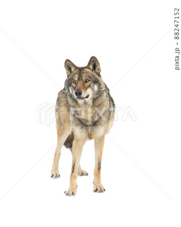 Gray wolf stands on the snow isolated on white background 88247152