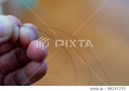 落ちていた抜け毛を集める 落ちていた抜け毛を集める 88247255