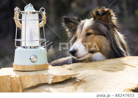 ランタンを見つめる犬、シェルティー アウトドア、キャンプイメージ ランタンを見つめる犬、シェルティー アウトドア、キャンプイメージ 88247655