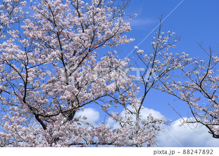 春だ桜だ満開だの写真素材 [88247892] - PIXTA