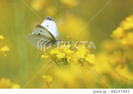 モンシロチョウと菜の花 88247945