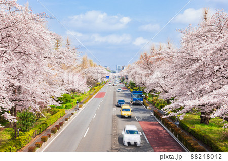 国立市 桜満開の大学通り 国立市 桜満開の大学通り 88248042