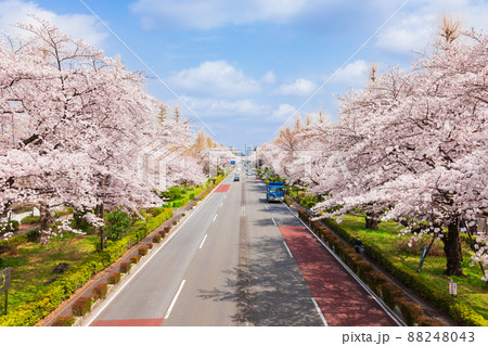 国立市　桜満開の大学通り 88248043
