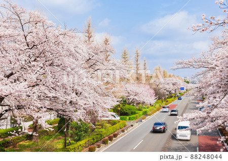 国立市　桜満開の大学通り 88248044