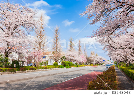 国立市 桜満開の大学通り 国立市 桜満開の大学通り 88248048