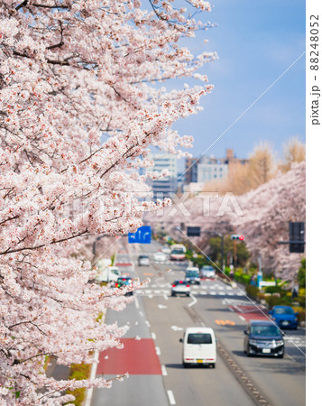 国立市　桜満開の大学通り 88248052