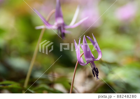 群生地に咲くカタクリの花 群生地に咲くカタクリの花 88248280