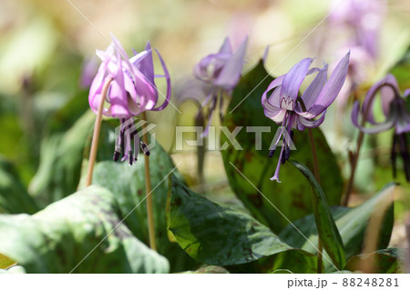 群生地に咲くカタクリの花 88248281
